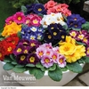 Primrose 