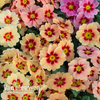 Primrose 