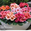Primrose 