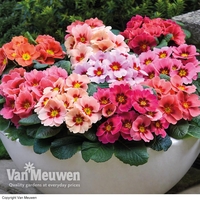 Primrose 