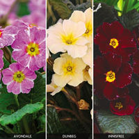 Primrose 