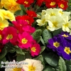 Primrose Large Flowered
