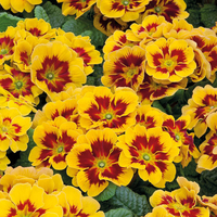 Primrose 