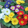 Primrose 