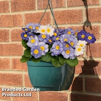 Primrose 