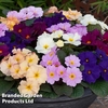 Primrose 