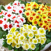 Primrose 