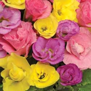 Primrose 