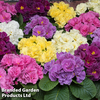 Primrose 