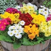 Primrose Scented Mix - 24 primrose plug tray plants