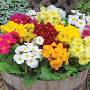 Primrose Scented Mix - 24 primrose plug tray plants