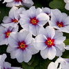 Primrose 