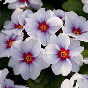 Primrose 