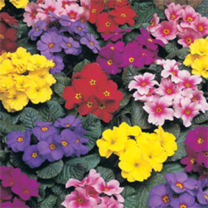 Primrose 