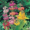 Primula Candelabra - 10 plug plants