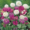 Primula denticulata - 5 plug plants