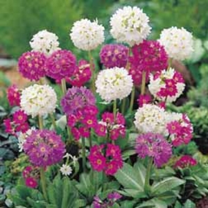 Primula denticulata - 5 plug plants