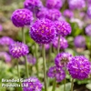 Primula denticulata 