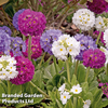 Primula denticulata 