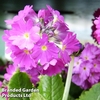 Primula denticulata 