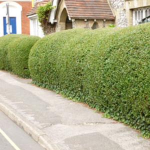 Privet (Hedging) - 1 bare root hedging plant