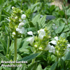Prunella grandiflora 