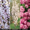 Prunus Cherry Blossom Collection - 3 plants - 1 of each variety