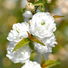 Prunus glandulosa 
