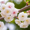 Prunus glandulosa 