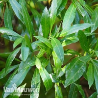 Prunus laurocerasus 