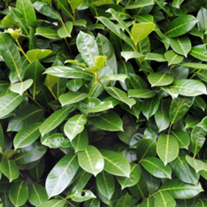Prunus laurocerasus 