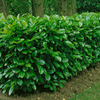 Prunus laurocerasus 