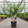 Prunus mume 