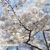 Prunus nipponica 