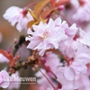 Prunus 