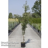 Prunus 