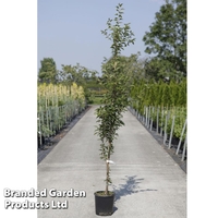 Prunus 