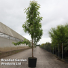 Prunus 