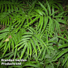 Pteris umbrosa