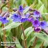 Pulmonaria 
