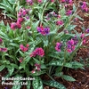 Pulmonaria Fruit Raspberry Splash