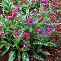 Pulmonaria 