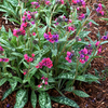 Pulmonaria 