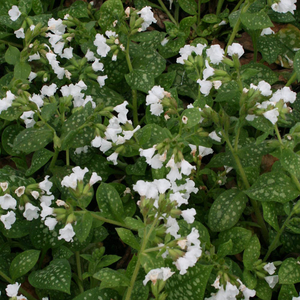 Pulmonaria 