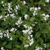 Pulmonaria 