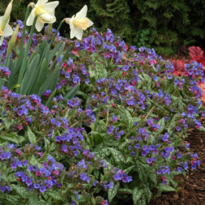 Pulmonaria 