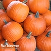 Pumpkin 