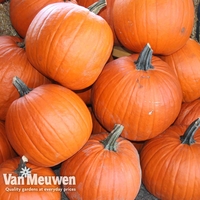 Pumpkin 