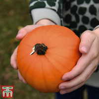Pumpkin 