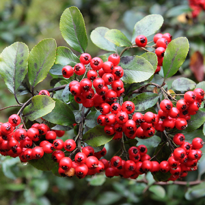Pyracantha coccinea 